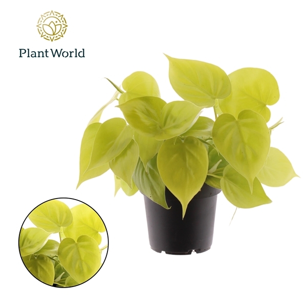 Philodendron scandens subsp. micans lime 12Ø 20cm