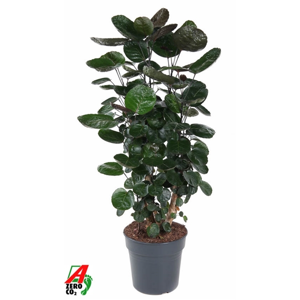 Polyscias Fabian 27Ø 120cm