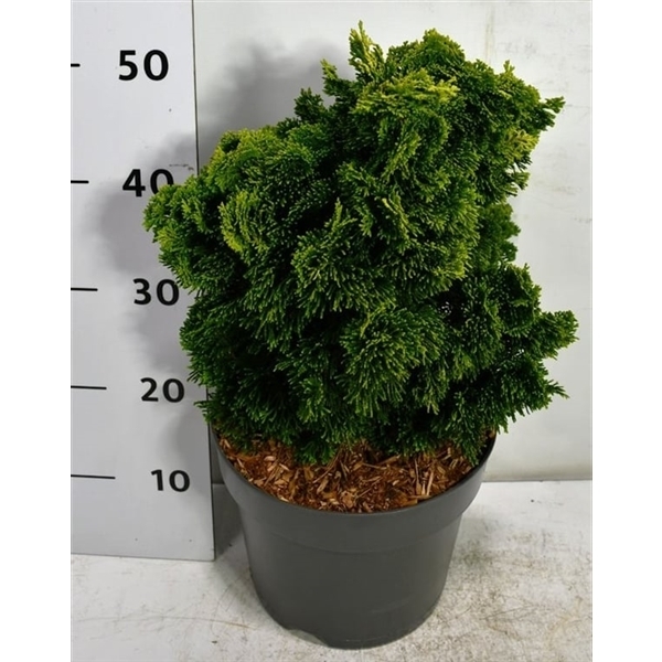 Chamaecyparis obt. Aurora 26Ø 50cm