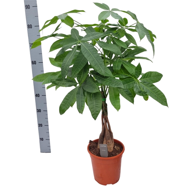 Pachira aquatica 19Ø 70cm