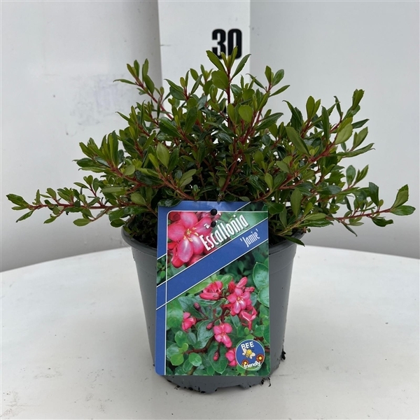 Escallonia Jamie 17Ø 25cm