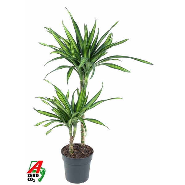 Dracaena Riki 45-15 19Ø 90cm 2pp