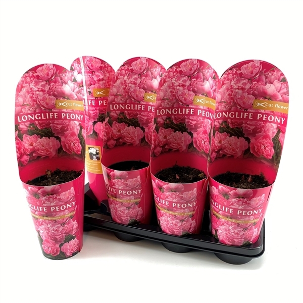 Paeonia Longlife pink 14Ø 25cm