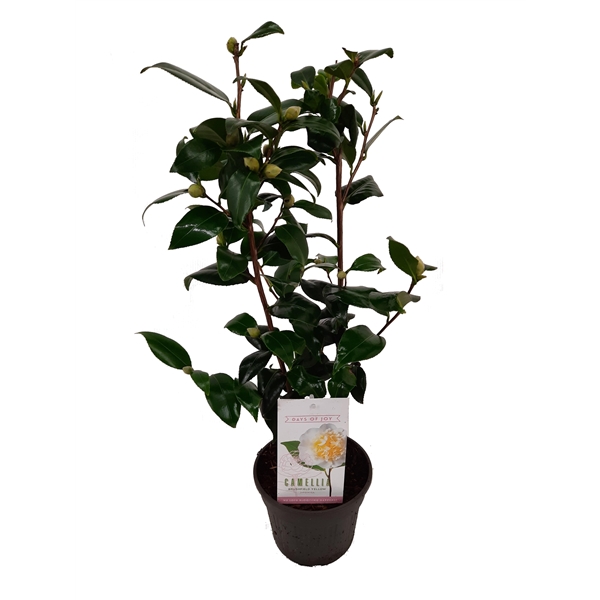 Camellia japonica Brushfields Yellow 15Ø 55cm 20fl