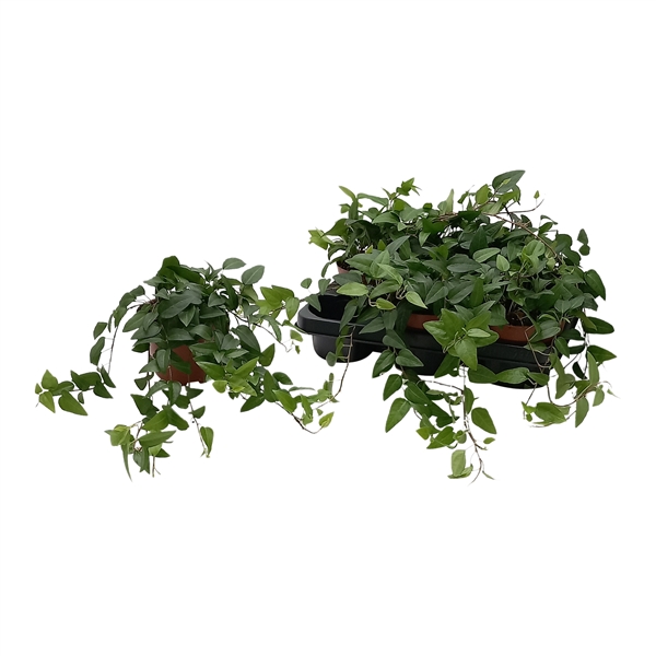 Hedera Lingusta 13Ø 25cm