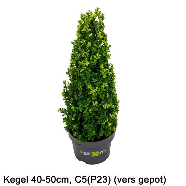 Ilex crenata Dark Green piramide 23Ø 75cm