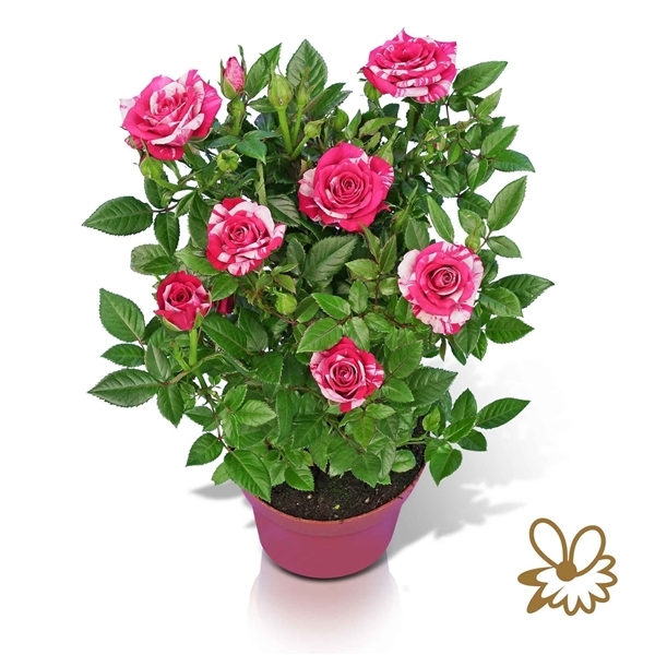 Rosa Tunesie Twin Colour Star 12Ø 30cm