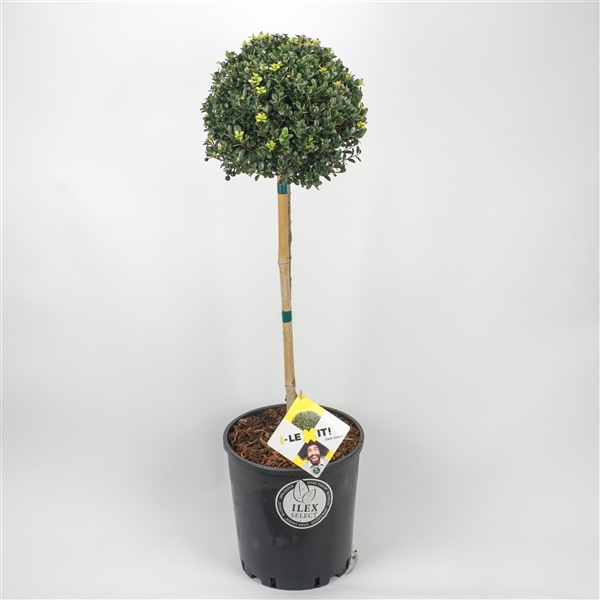 Ilex crenata Dark Green bol op stam 26Ø 105cm