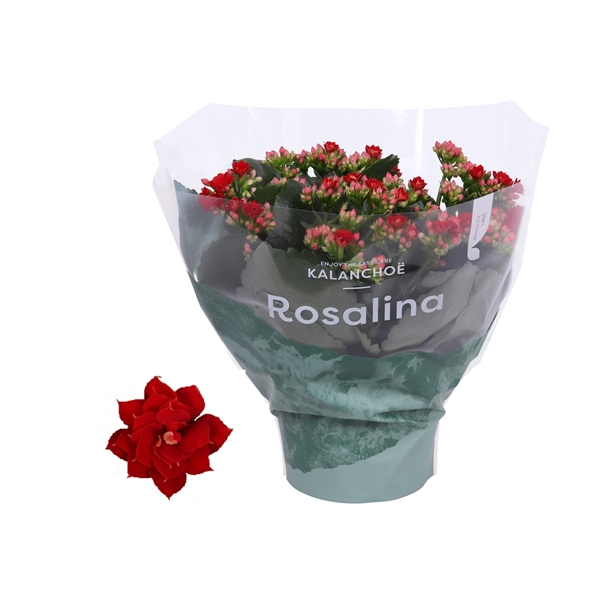 Kalanchoe blossfeldiana Rosalina Don Justino 15Ø 27cm