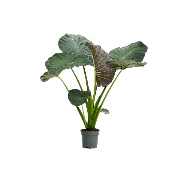 Alocasia Regal Shields 32Ø 130cm 1pp