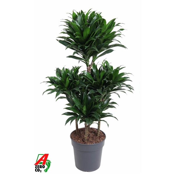 Dracaena fragrans Compacta carrousel 24Ø 100cm 5pp