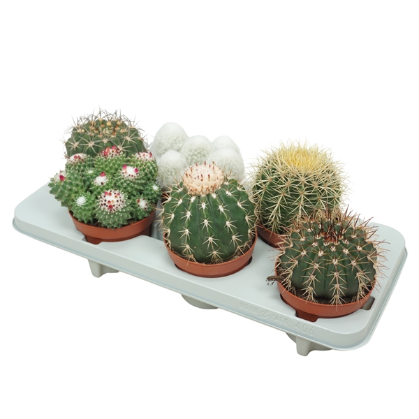 Cactus mix boll 13Ø 17cm