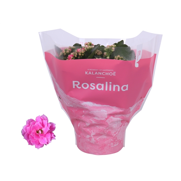 Kalanchoe Rosalina Don Nando TsT 15Ø 27cm