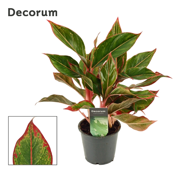Aglaonema Crete 12Ø 35cm 3pp
