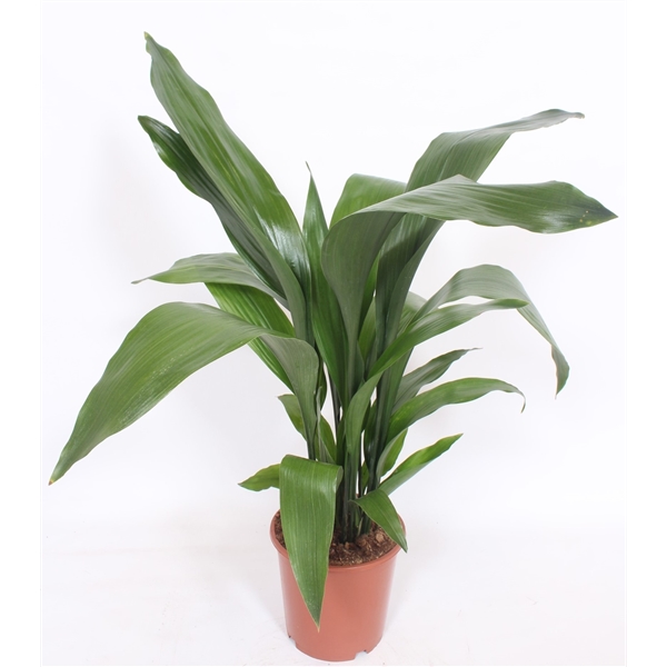 Aspidistra Elatior 19Ø 80cm 15pp