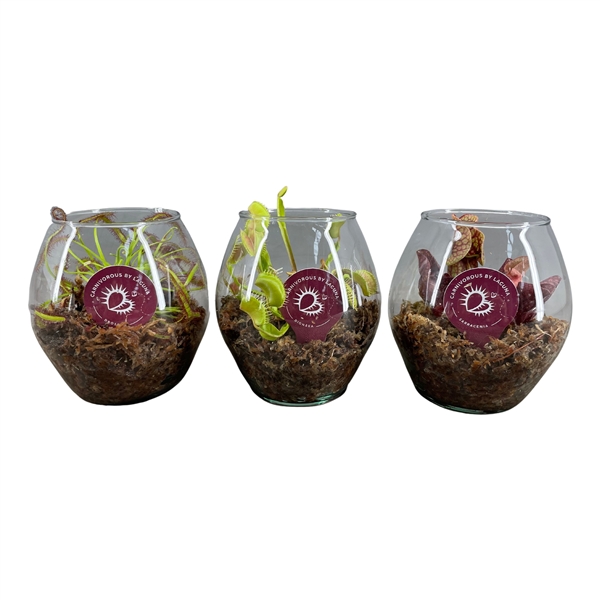 Carnivore plants mix in glass 13Ø 12cm