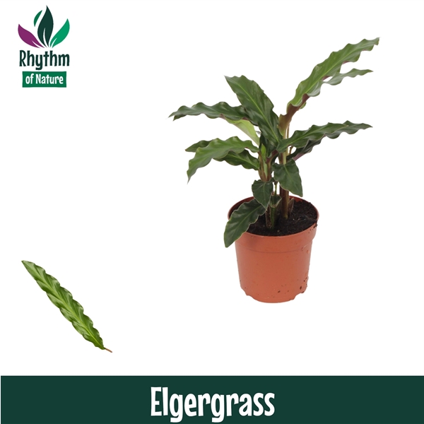 Calathea rufibarba Elgergrass 7Ø 15cm