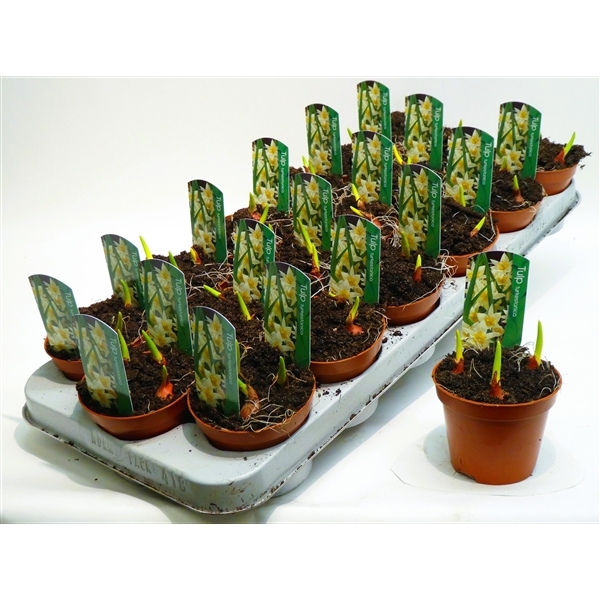 Tulipa Turkestanica 9Ø 12cm 3pp