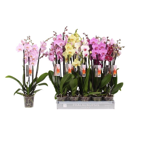 Phalaenopsis mix 12Ø 65cm 4st 25fl