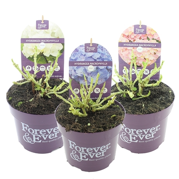 Hydrangea mac Forever & Ever mix 17Ø 30cm 997fl