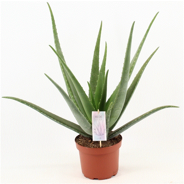 Aloe Vera 19Ø 55cm
