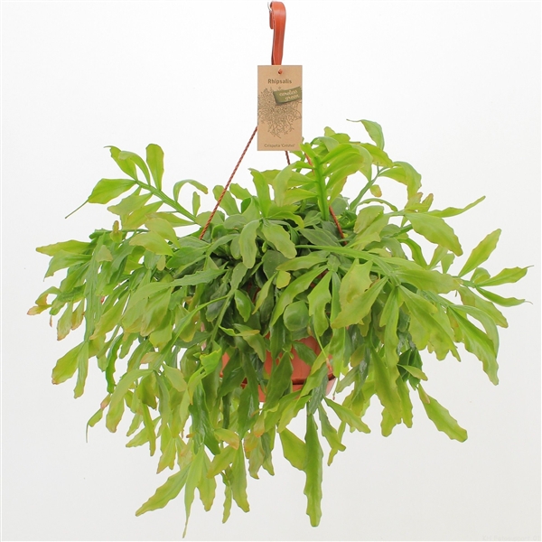 Rhipsalis Crispata Cristel (Cites) 21Ø 50cm