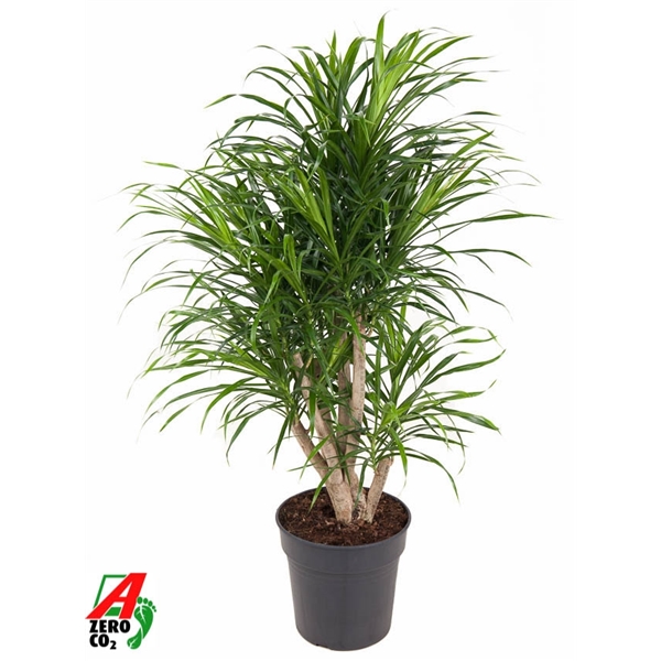 Dracaena reflexa Anita variegata branched 24Ø 100cm 1pp