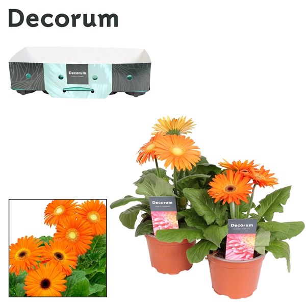 Gerbera orange collar 12Ø 22cm 2fl