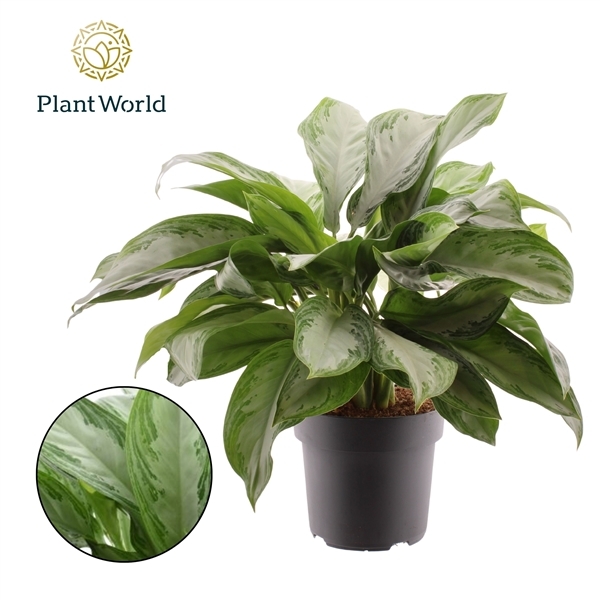 Aglaonema Silver Bay 21Ø 70cm 4pp