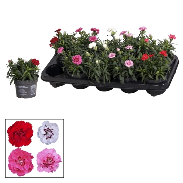 Dianthus Hybr. Oscar mix 10,5Ø 21cm