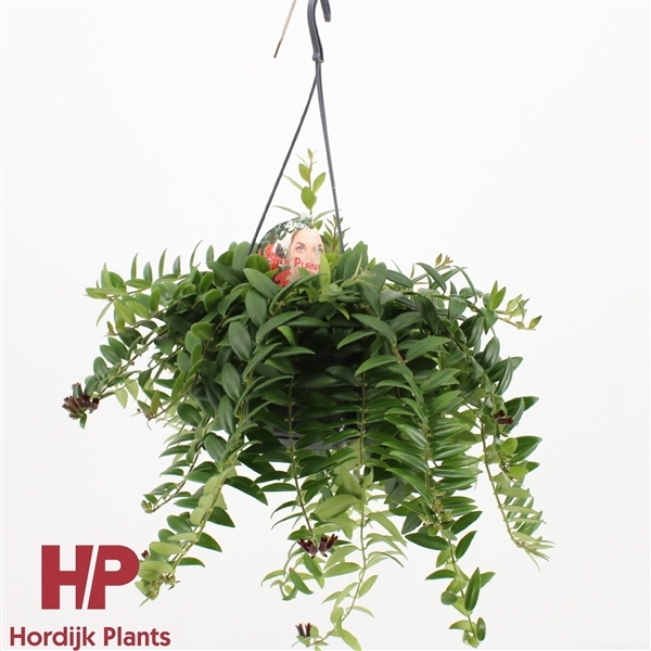 Aeschynanthus Caro Improved 15Ø 40cm