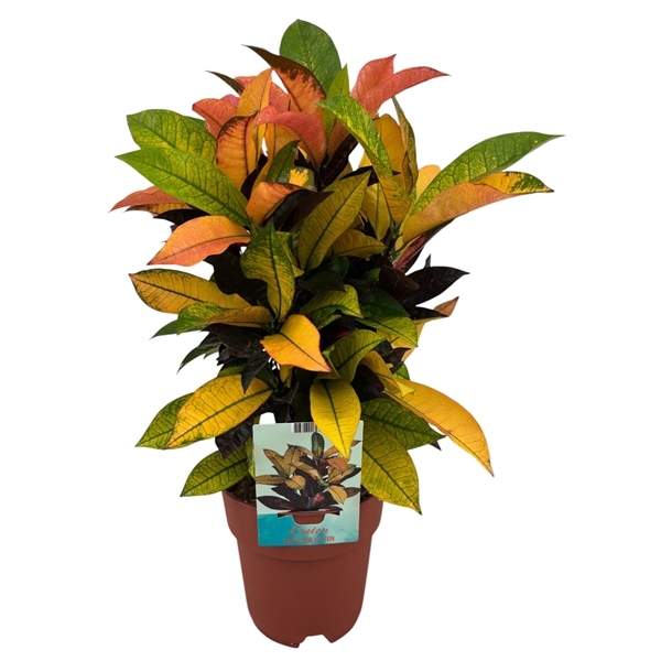 Codiaeum variegatum Mrs Iceton 19Ø 60cm 1pp