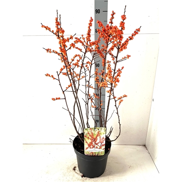Ilex verticillata Winter Gold 23Ø 85cm