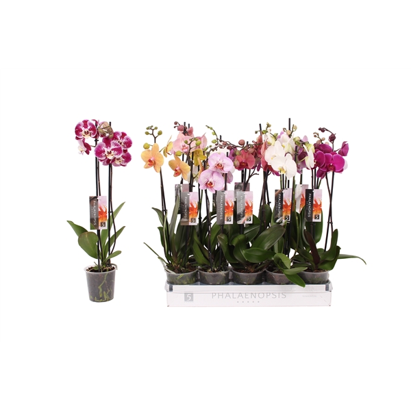 Phalaenopsis mix 12Ø 55cm 2st 14fl