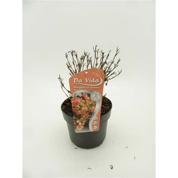 Weigela florida All Summer Peach 19Ø 35cm