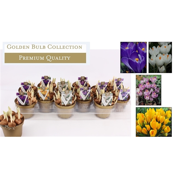 Crocus mix 10Ø 12cm