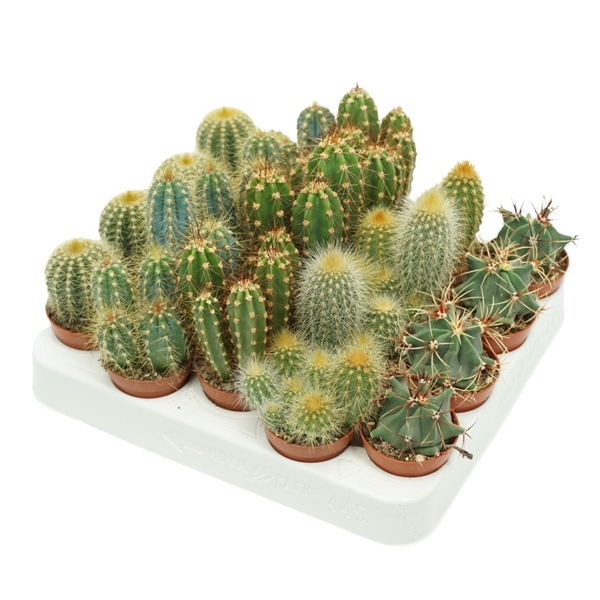 Cactus mix 5,5Ø 8cm