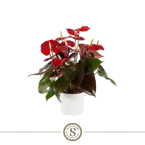 Anthurium Andreanum Coral Champion 17Ø 60cm 8fl