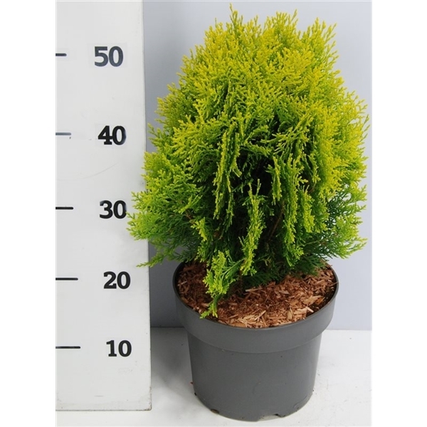Platycladus orientalis Aurea Nana 23Ø 55cm
