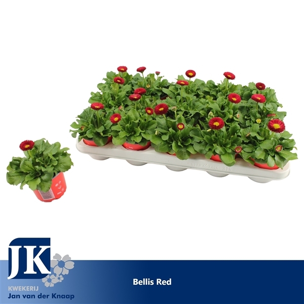 Bellis perennis Rusher Red 10,5Ø 15cm