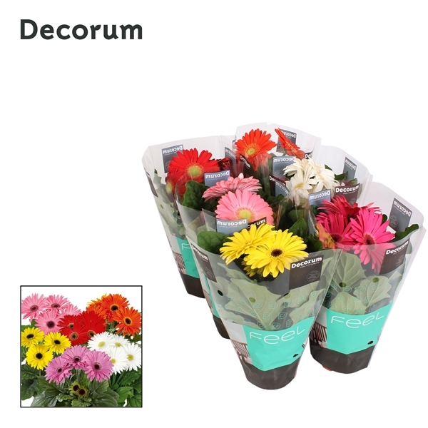 Gerbera mixed 12Ø 22cm 2fl