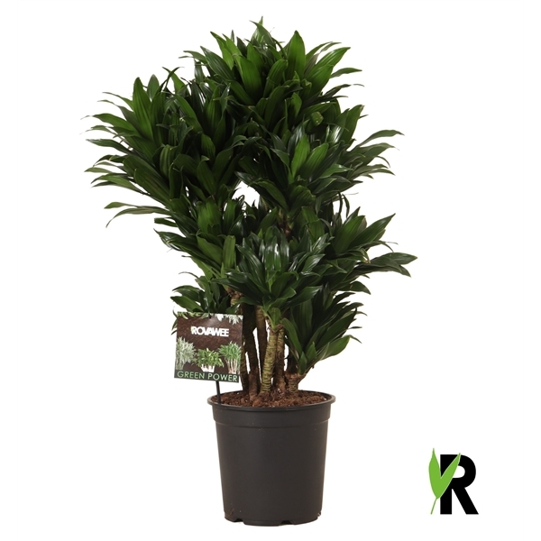 Dracaena fragrans Compacta 24Ø 95cm 1pp