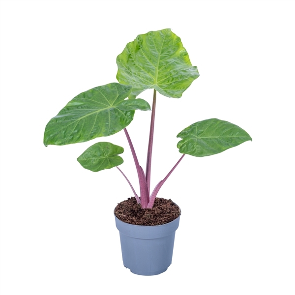 Alocasia Imperial Red 17Ø 65cm