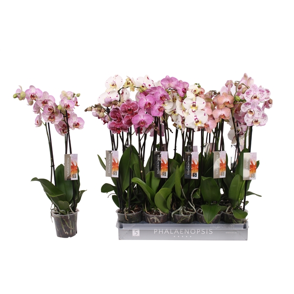 Phalaenopsis gem specialty 12Ø 60cm 3st 22fl