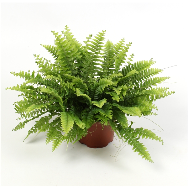 Nephrolepis ex.  green Moment 12Ø 25cm