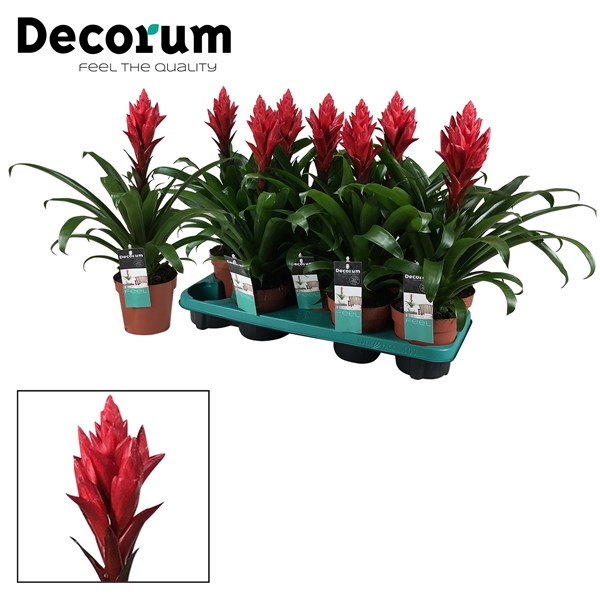 Guzmania Patricia 13Ø 40cm