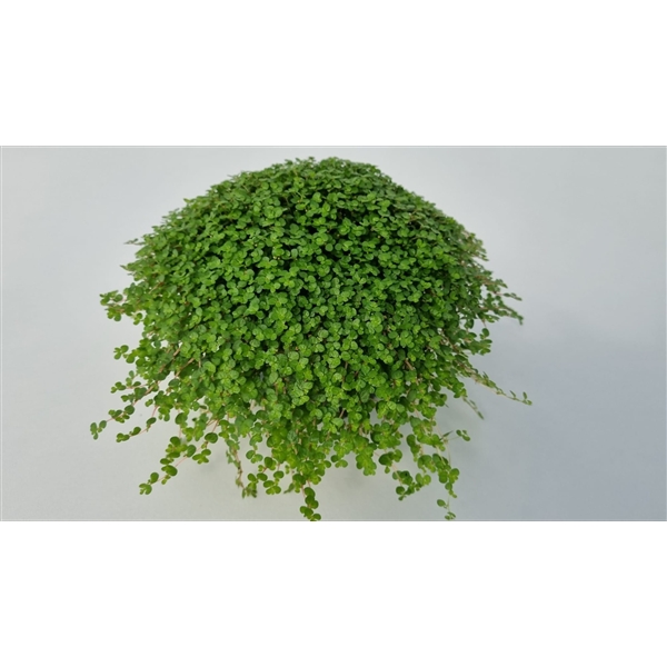 Soleirolia soleirolii green 13Ø 14cm