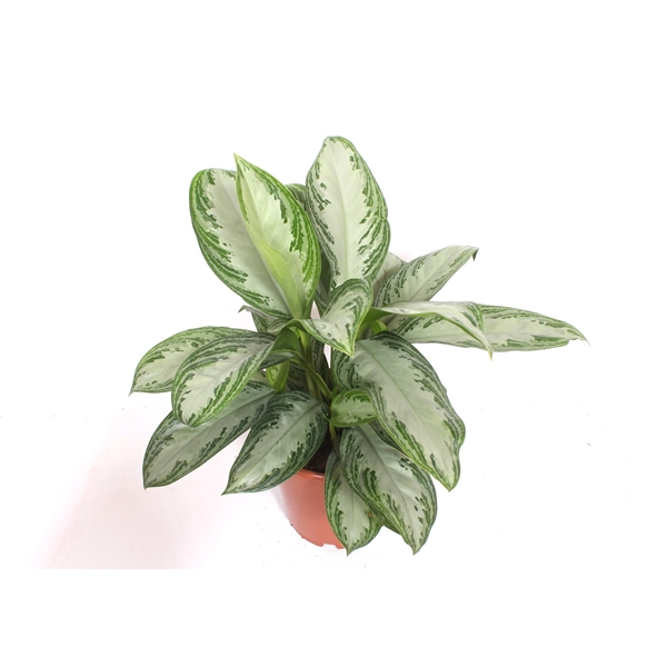 Aglaonema Silver Bay 24Ø 70cm 2pp