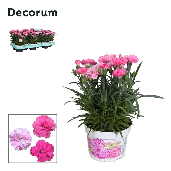Dianthus hybr. I Love U 10,5Ø 21cm