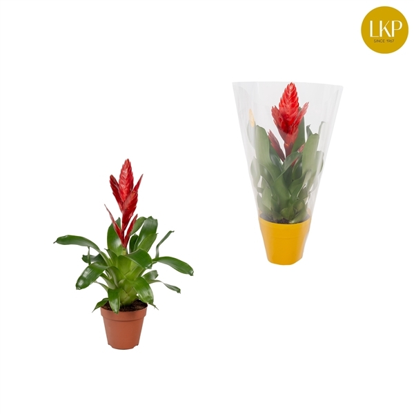 Vriesea Twinkle 10,5Ø 35cm